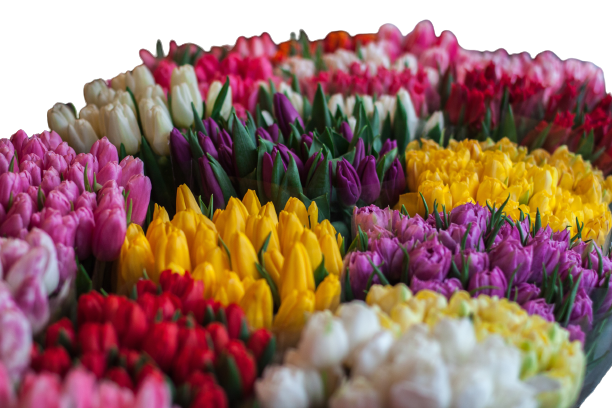 Agro Marić - cvijeće